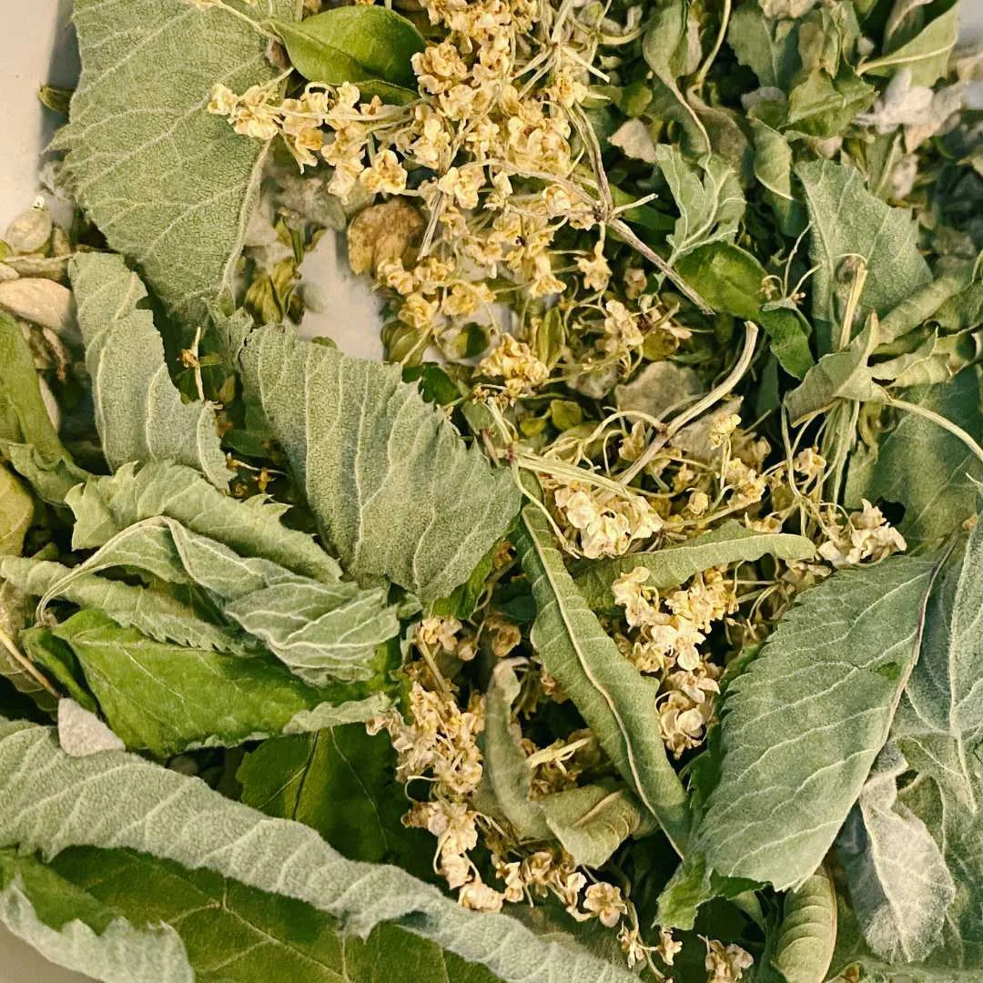 Tisane la récupératrice